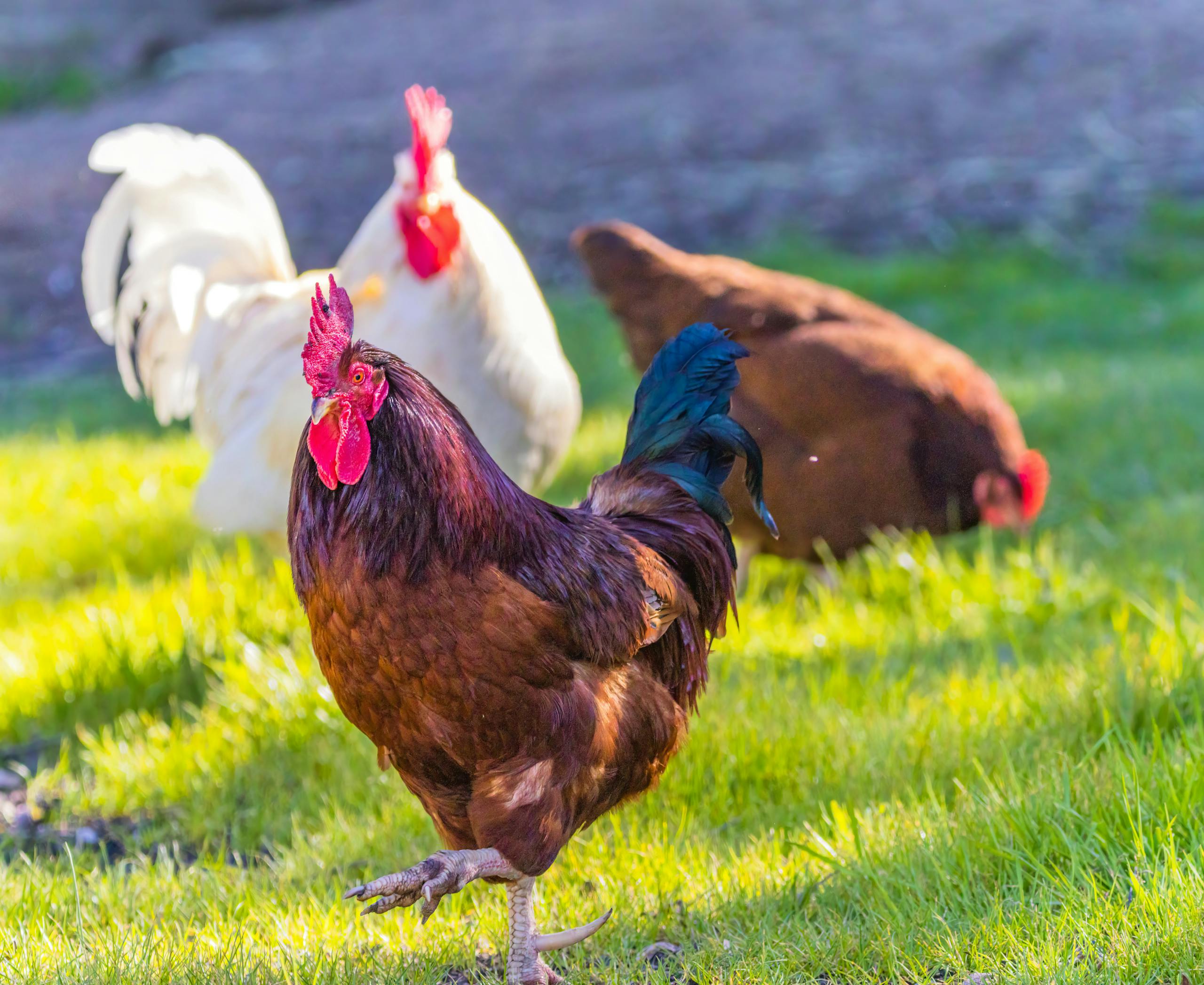 The Importance of Knowing Where Your Food Comes From